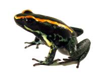Golfodulcean Poison Arrow Frog (Captive Bred)