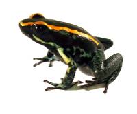 Phyllobates vittatus TADPOLE - Golfodulcean Poison Arrow Frog