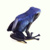 Dendrobates tinctorius 'Azureus' (Captive Bred) - Wattley Line - Blue Poison Dart Frog