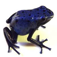 Dendrobates tinctorius 'Azureus' (Captive Bred) - Wattley Line - Blue Poison Dart Frog