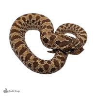 Western Hognose Snake - Heterodon Nasicus Nasicus (Captive Bred)