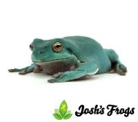 Blue Phase White's Tree Frog - Litoria caerulea (Captive Bred)