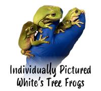 White's Tree Frogs - Litoria caerulea (Individually Pictured)