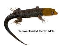 Yellow-Headed Gecko - Gonatodes albogularis fuscus | Unsexed (Captive Bred)