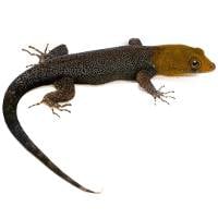Yellow-headed Gecko - Gonatodes albogularis fuscus (Captive Bred)