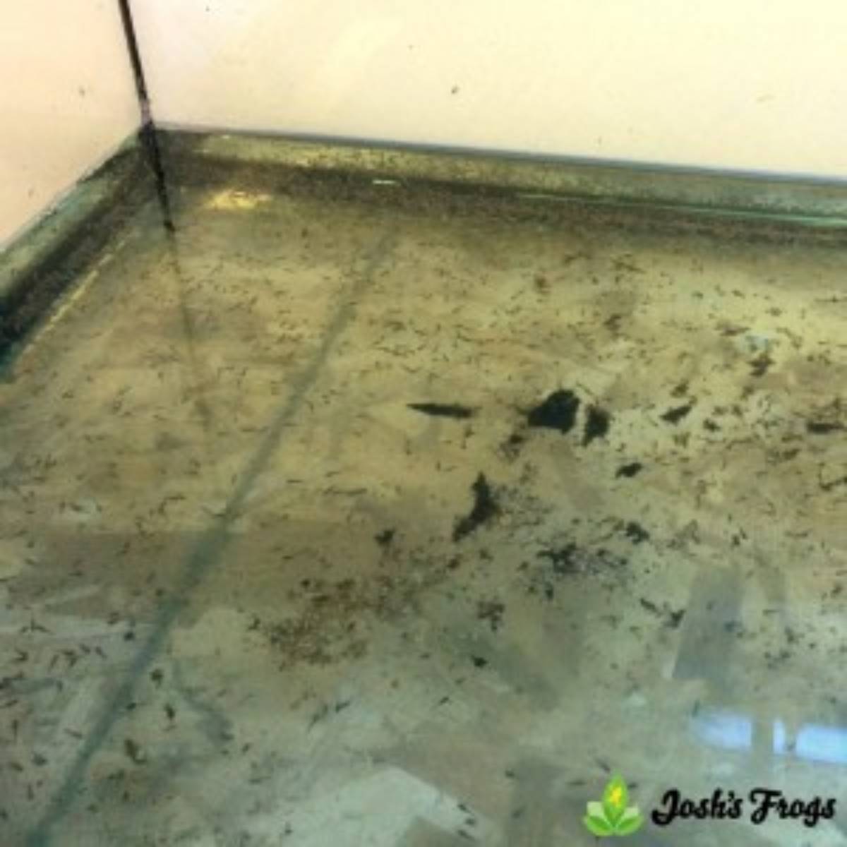 yellow spotted climbing toad Pedostibes Hosii Josh's frogs for sale tadpoles in rain chamber