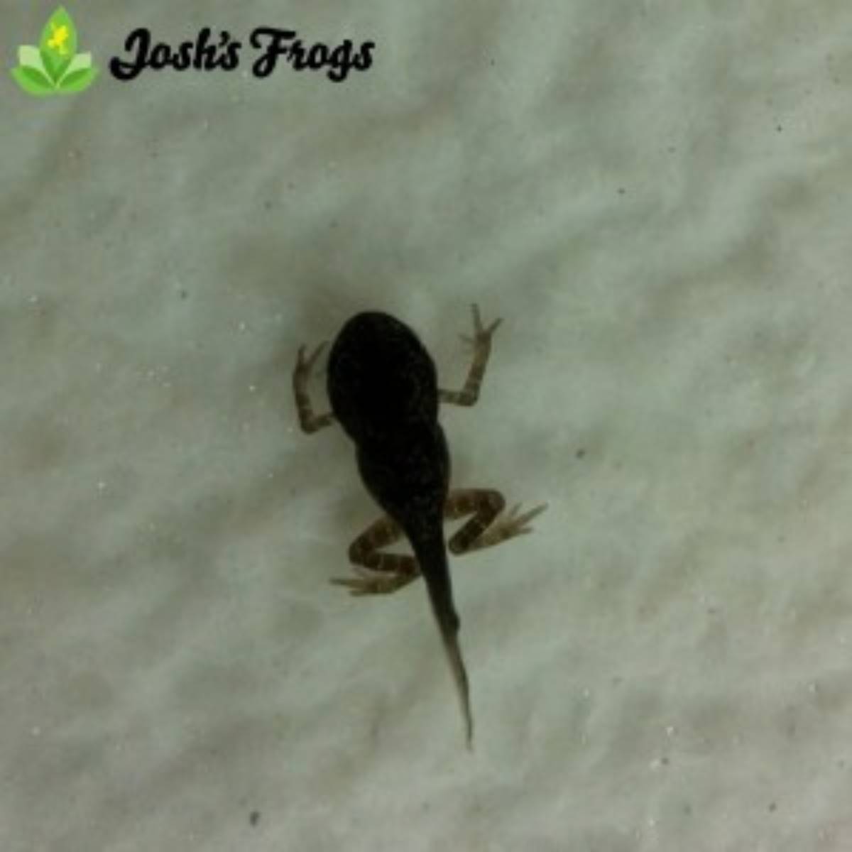 yellow spotted climbing toad captive bred for sale Josh's frogs morphing toadlet