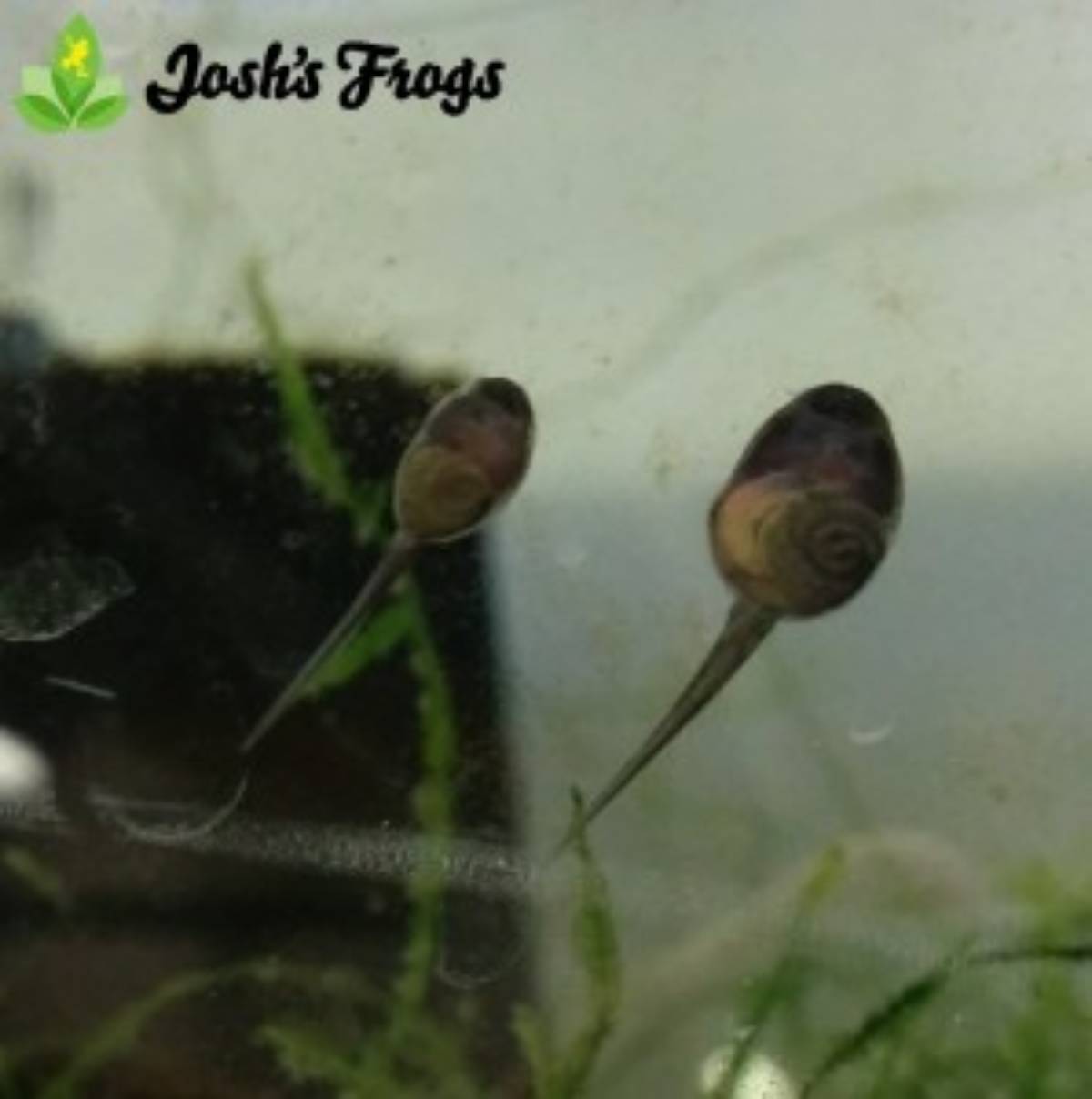 yellow spotted climbing toad captive bred for sale Josh's frogs tadpoles with gut