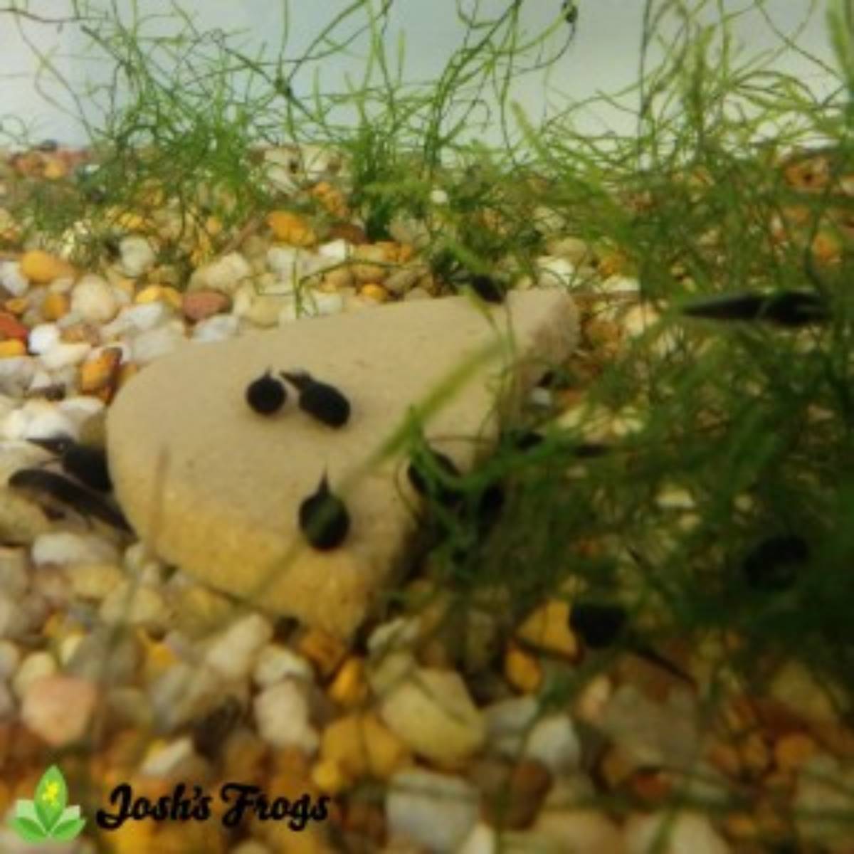 yellow spotted climbing toad captive bred for sale Josh's frogs tank 1
