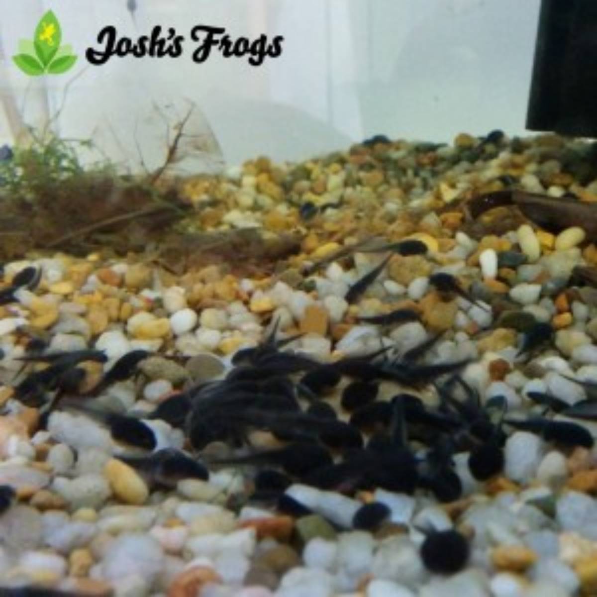 yellow spotted climbing toad captive bred for sale Josh's frogs tank 3
