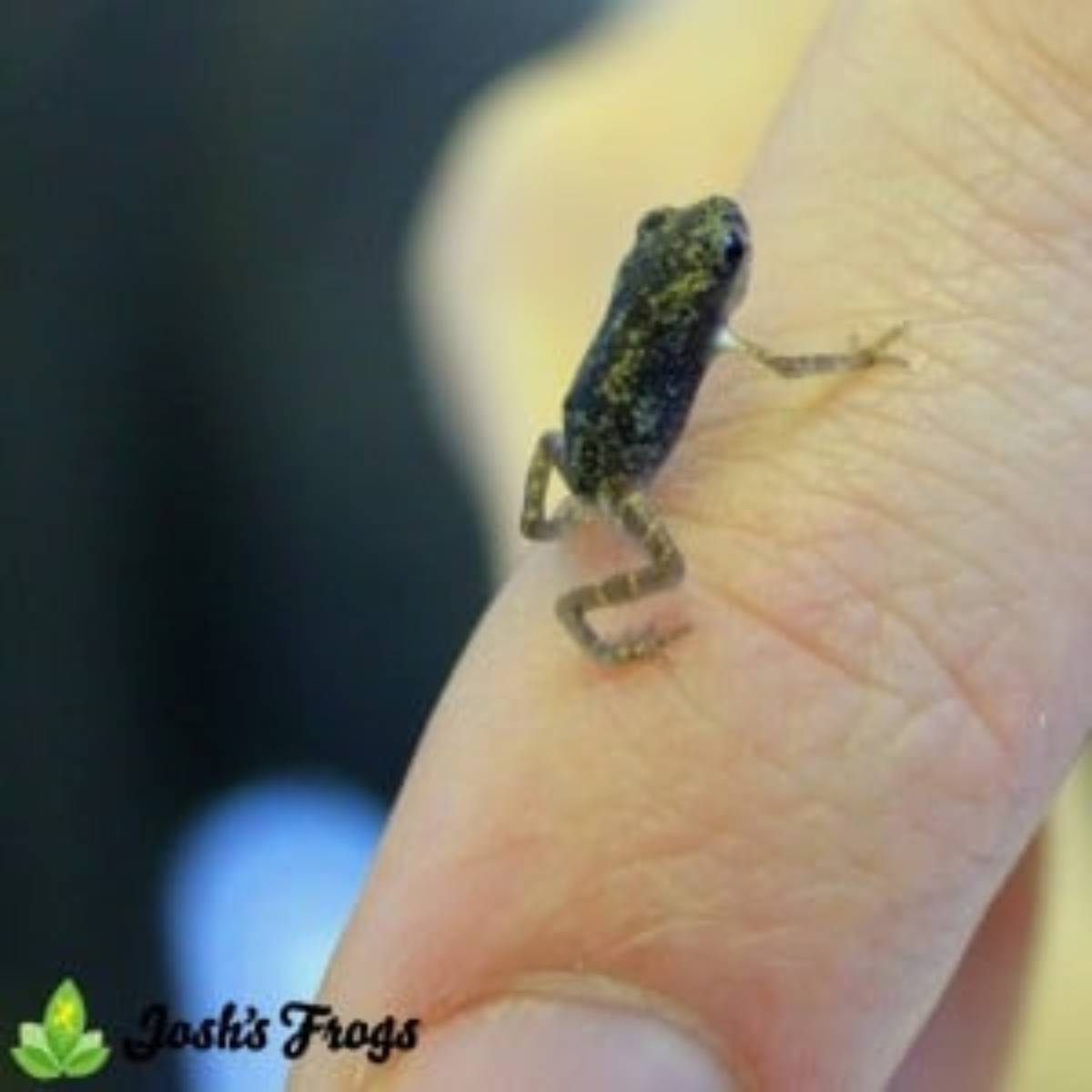 yellow spotted climbing toad pedostibes hosii for sale captive bred Josh's frogs toadlet baby toad climbing