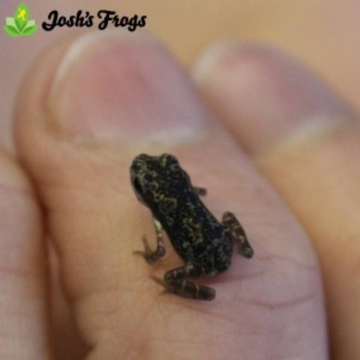 yellow spotted climbing toad pedostibes hosii for sale captive bred Josh's frogs toadlet baby toad on finger