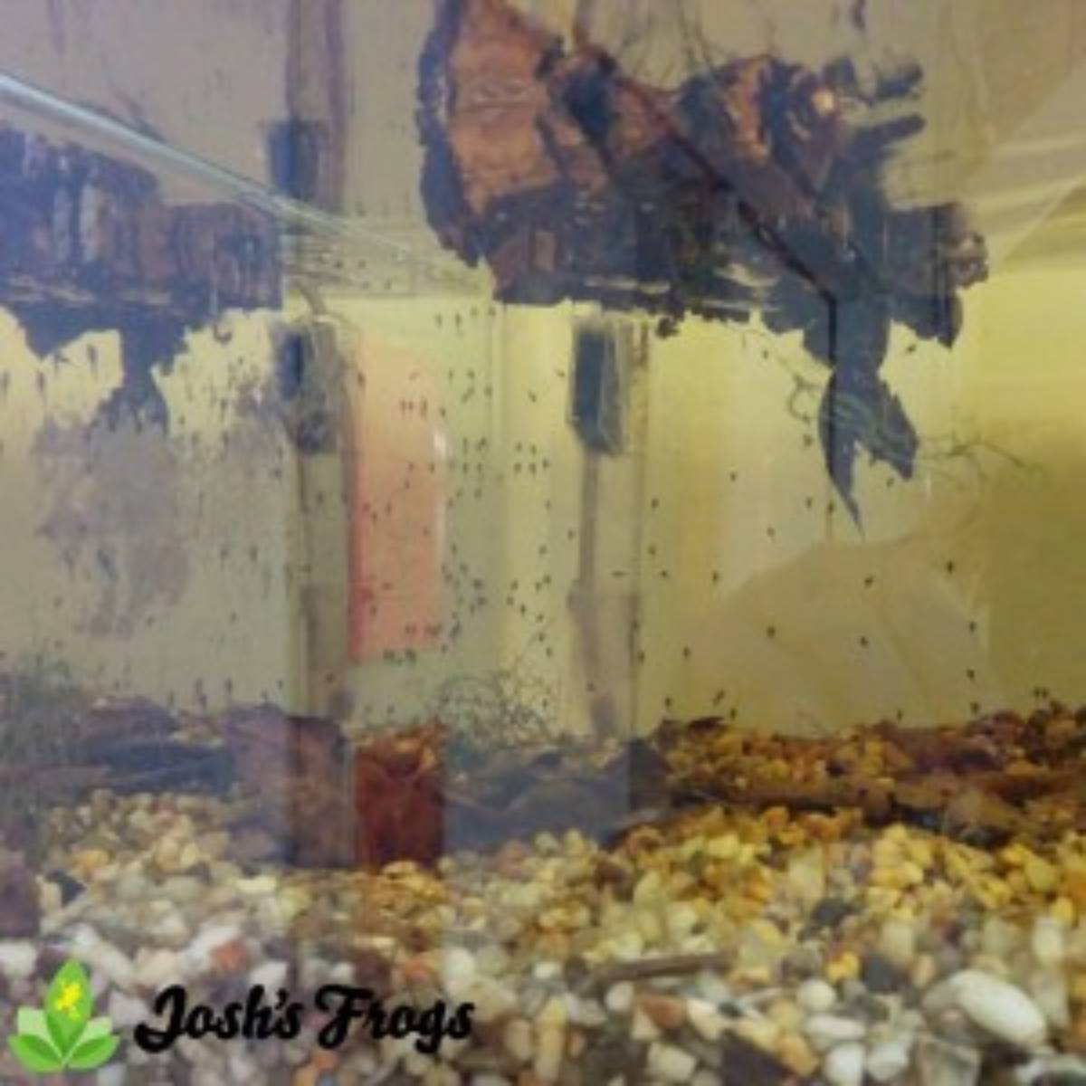 yellow spotted climbing toad tadpoles Pedostibes hosii Josh's frogs for sale tank 1 week 2