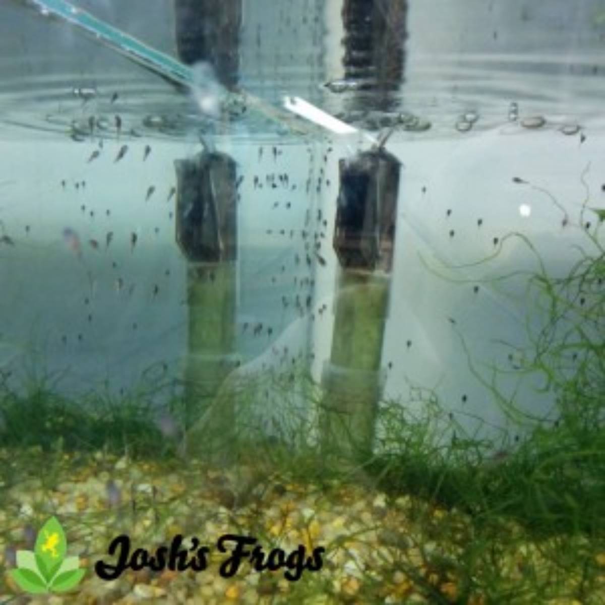 yellow spotted climbing toad tadpoles Pedostibes hosii Josh's frogs for sale tank 2 week 2 b