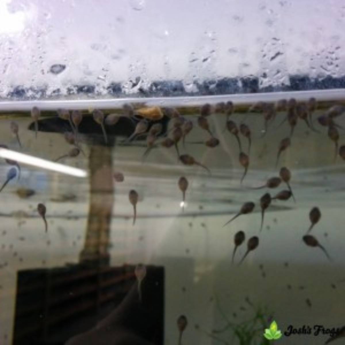 yellow spotted climbing toad tadpoles Pedostibes hosii Josh's frogs for sale tank 3 week 2