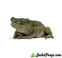 Female Yellow-Spotted Climbing Toad - Rentapia flavomaculata (Captive Bred)