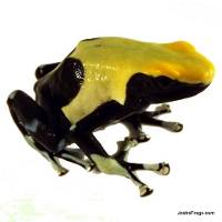 Dendrobates tinctorius 'Yellowback' TADPOLE - Dyeing Poison Arrow Frog