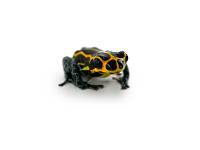 Ranitomeya imitator 'Yumbatos' TADPOLE - Mimic Poison Dart Frog
