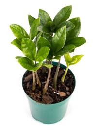 Zamioculcas zamiifolia "ZZ Plant" (4" Pot) 